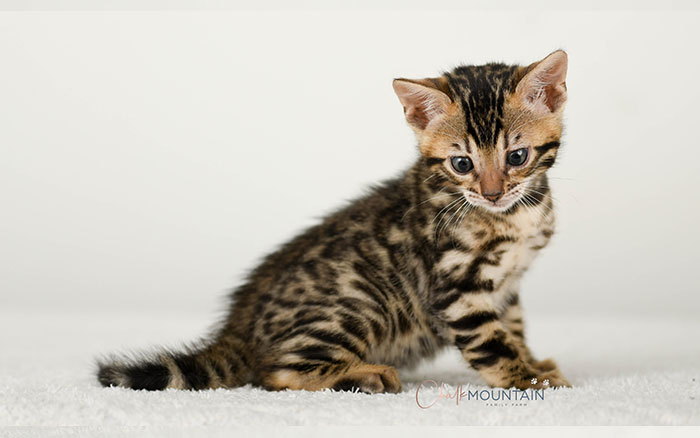 Bengal kitten for sale